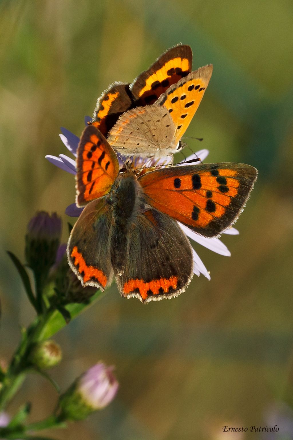 Coppia di Lycaena phlaeas